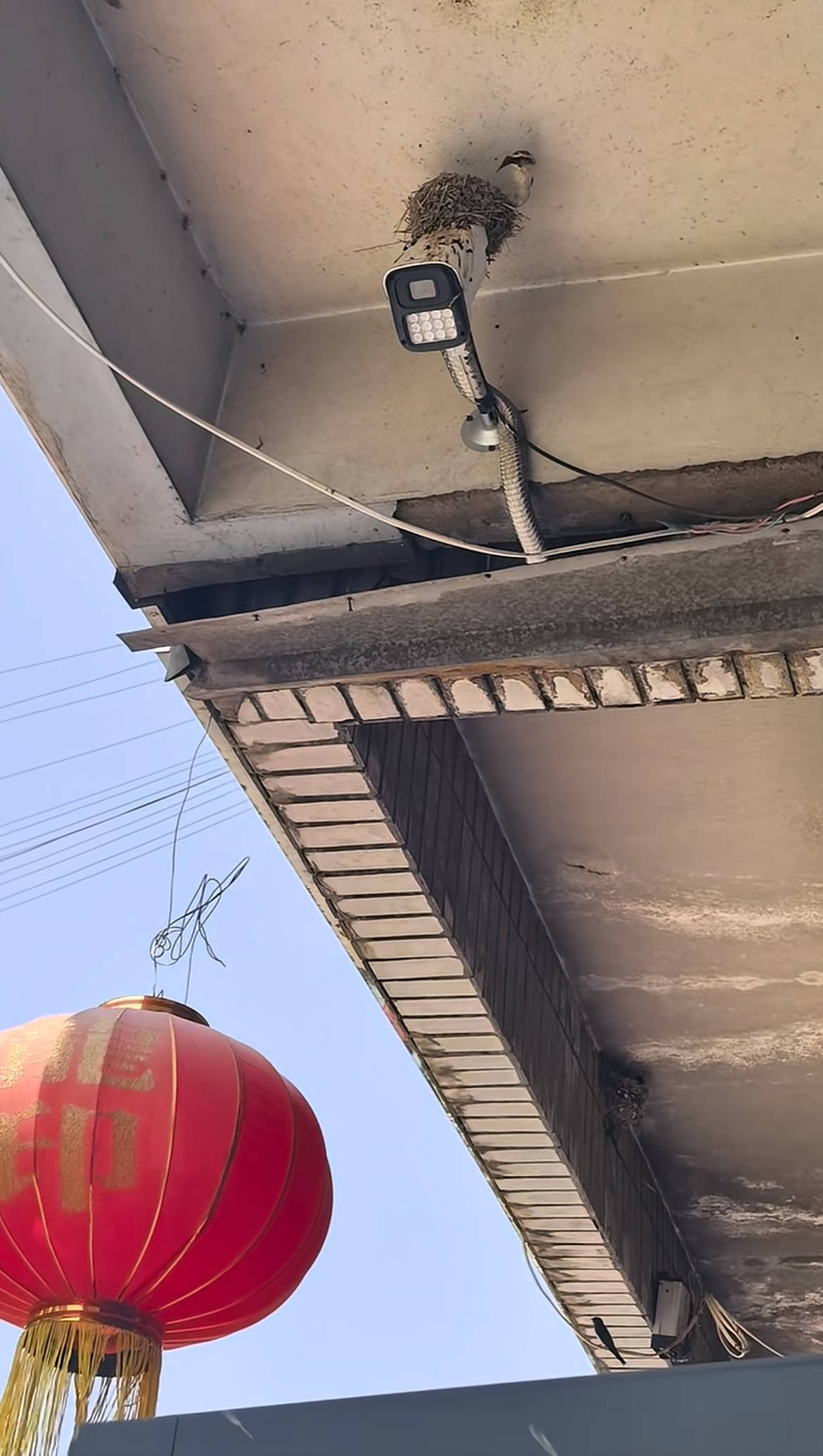 河北一商家拍下店门口燕窝被一米五长蛇偷袭：五只小燕子才孵出来没几天就被吃光了