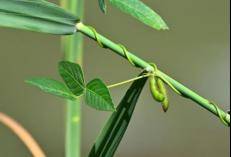 藏在济南河滩湿地的野大豆，为何是国家二级保护野生植物？育种专家告诉你