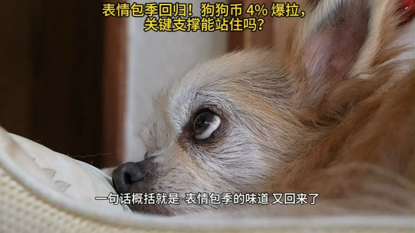 doge行情(dogecoin行情)