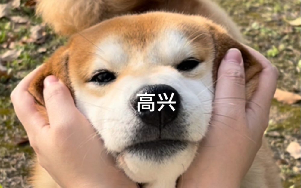 DOGE(doge币 币界网)